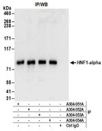 HNF1-alpha Antibody in Western Blot (WB)