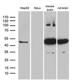 HOMER1 Antibody in Western Blot (WB)