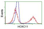 HOXC11 Antibody in Flow Cytometry (Flow)