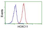 HOXC11 Antibody in Flow Cytometry (Flow)