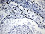 HOXD8 Antibody in Immunohistochemistry (Paraffin) (IHC (P))