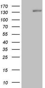 HR Antibody in Western Blot (WB)