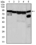 HSP90 alpha Antibody in Western Blot (WB)