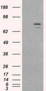 HSP90AA1 Antibody in Western Blot (WB)