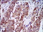 HSP90 alpha Antibody in Immunohistochemistry (Paraffin) (IHC (P))