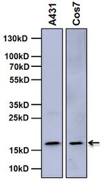 Histone H3 Antibody in Western Blot (WB)