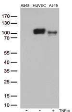 ICAM1 Antibody in Western Blot (WB)