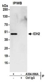 IDH2 Antibody in Western Blot (WB)