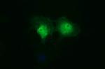 IDO1 Antibody in Immunocytochemistry (ICC/IF)