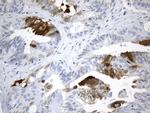 IDO1 Antibody in Immunohistochemistry (Paraffin) (IHC (P))