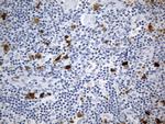 IDO1 Antibody in Immunohistochemistry (Paraffin) (IHC (P))