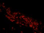 NBS1 Antibody in Immunohistochemistry (Paraffin) (IHC (P))