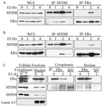 Metadherin Antibody in Immunoprecipitation (IP)