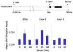 IRAK4 Antibody in ChIP Assay (ChIP)