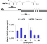 IRF2 Antibody in ChIP Assay (ChIP)