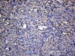 IRF3 Antibody in Immunohistochemistry (Paraffin) (IHC (P))