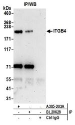ITGB4/CD104/Integrin beta-4 Antibody in Western Blot (WB)