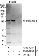Importin 4 Antibody in Immunoprecipitation (IP)