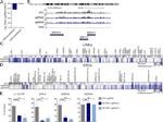 H3K9me3 Antibody in ChIP Assay (ChIP)