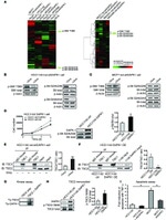 TSC2 Antibody in Immunoprecipitation (IP)