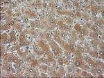 JNK1 Antibody in Immunohistochemistry (Paraffin) (IHC (P))