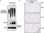 Phospho-JNK1/JNK2 (Thr183, Tyr185) Antibody in Western Blot (WB)