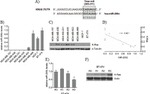 K-Ras Antibody in Western Blot (WB)