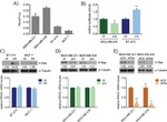 K-Ras Antibody in Western Blot (WB)