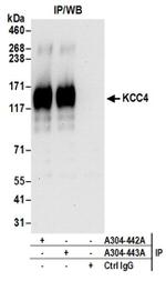 KCC4 Antibody in Western Blot (WB)