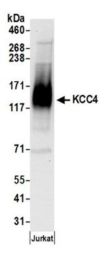 KCC4 Antibody in Western Blot (WB)