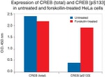 Human CREB (Phospho) [pS133] ELISA Kit