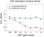 Human EGFR (Full-length) ELISA Kit