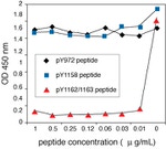 Human IR (Phospho) [pY1162/pY1163] ELISA Kit