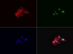 KI67 Antibody in Immunocytochemistry (ICC/IF)