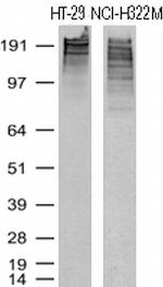 KI67 Antibody in Western Blot (WB)