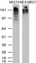 KI67 Antibody in Western Blot (WB)