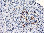 KIAA0495 Antibody in Immunohistochemistry (Paraffin) (IHC (P))