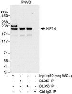 KIF14 Antibody in Western Blot (WB)