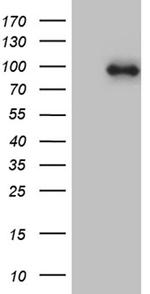 KIF6 Antibody in Western Blot (WB)