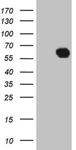 KLF12 Antibody in Western Blot (WB)