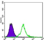 KLHL13 Antibody in Flow Cytometry (Flow)