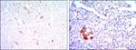 KLHL13 Antibody in Immunohistochemistry (Paraffin) (IHC (P))