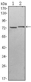 KLHL13 Antibody in Western Blot (WB)