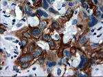 KRT18 Antibody in Immunohistochemistry (Paraffin) (IHC (P))