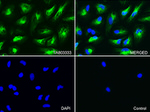 KRT7 Antibody in Immunocytochemistry (ICC/IF)