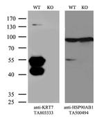 KRT7 Antibody