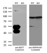 KRT7 Antibody in Western Blot (WB)