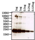 Human Kappa Light Chain Secondary Antibody in Western Blot (WB)