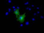 L1CAM Antibody in Immunocytochemistry (ICC/IF)