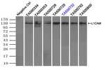 L1CAM Antibody in Immunoprecipitation (IP)